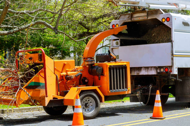 How Our Tree Care Process Works  in  Gunnison, UT